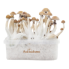 Mexican Fresh Magic Mushroom Kit