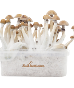 Mexican Fresh Magic Mushroom Kit