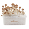 Amazonian Fresh Magic Mushroom Kit