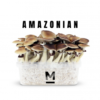 Amazonian Cubensis Magic Mushroom Growkit