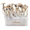 Golden Teacher Fresh Magic Mushroom Kit