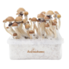 Mckennaii Fresh Magic Mushroom Kit