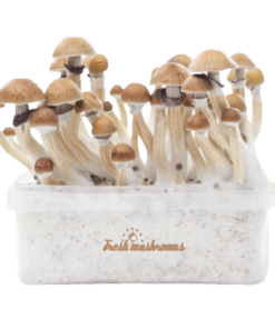 Mckennaii Fresh Magic Mushroom Kit