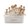 Ecuador Fresh Magic Mushroom Kit