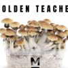 Golden Teacher Mushroom Kit