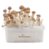 Psilocybin Mushroom Grow Kit Amazon