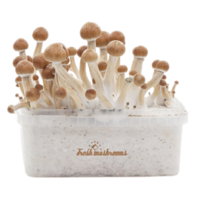 Psilocybin Mushroom Grow Kit Amazon