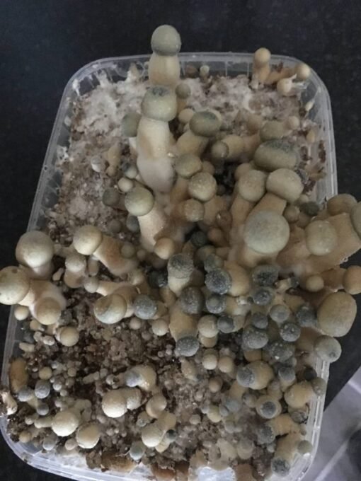 Moby Dick Mushrooms