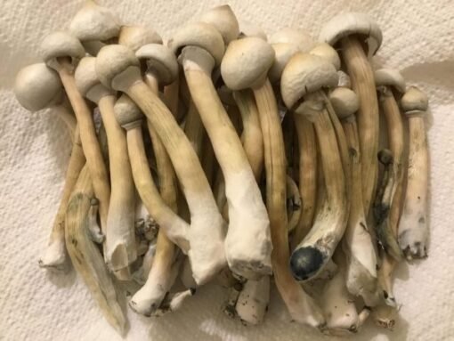 Moby Dick Mushrooms