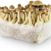 Psilocybe Cubensis Grow Kit