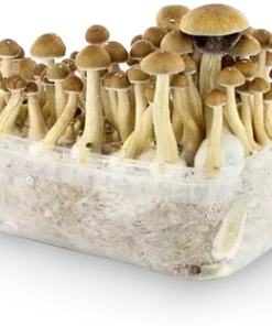 Psilocybe Cubensis Grow Kit